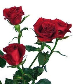 RoseSpray Red Mikado fresca