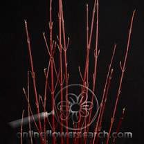 DOGWOOD RED LARGE kramer