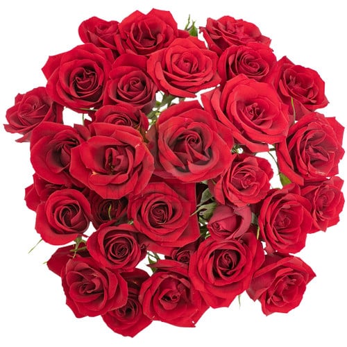 3c16db40-c075-44b9-8858-4da9f9746064.jpg RoseSpray Scarlet Mimi 60cm rf - Image 1