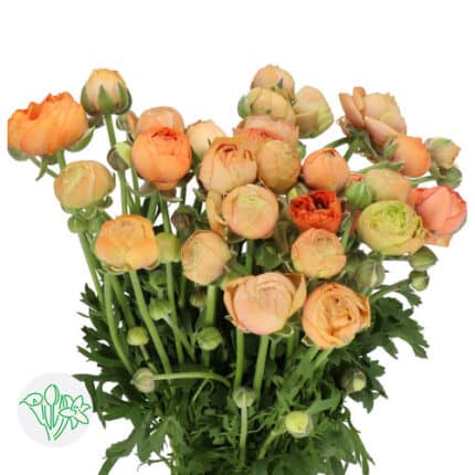 Ranunculus Peach holl.