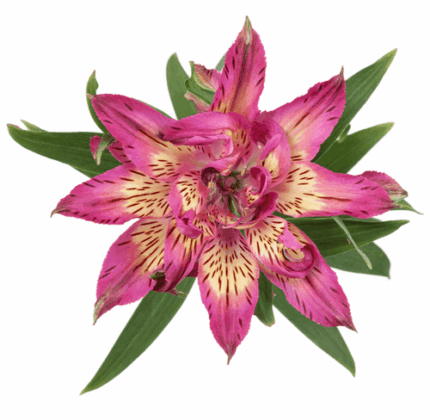 Alstro Hot Pink AstroNova bmar