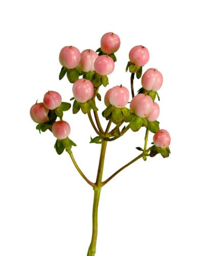 Hypericum Lovely Romance Spray