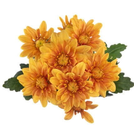 Pom Cushion Dorito(LtBrz.) SOL