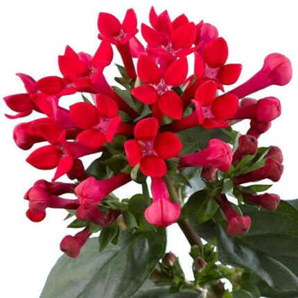 Bouvardia Red holl