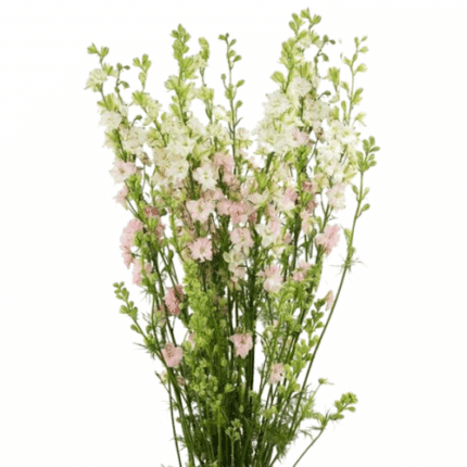 Larkspur Pink rio