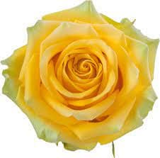 Rose High&Exotic 50cm rprima -