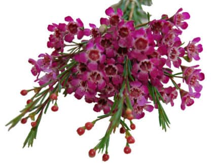Waxflower Purple gdns