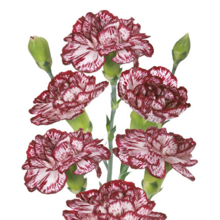 CarnMini Baccarat sole