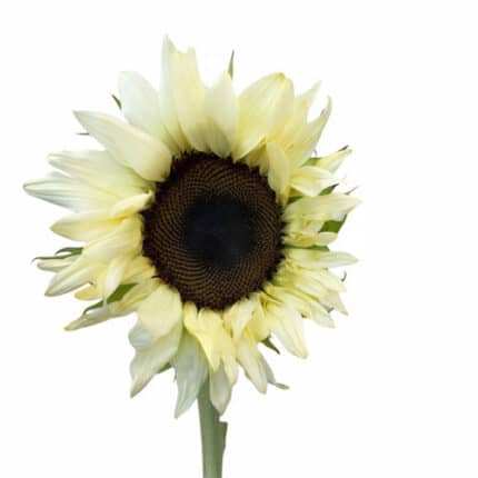 Sunflowers White fl union