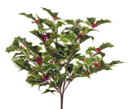 Bush Holly x8 varigated 231275