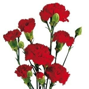 CarnMini Red mia