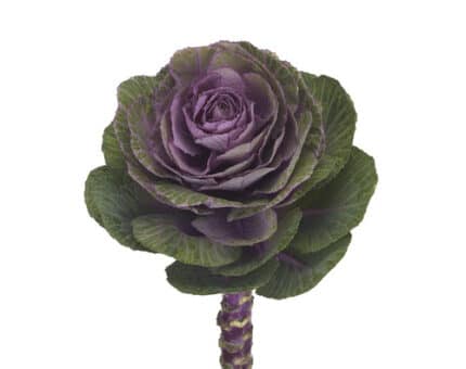 Kale Ol. Condor Red holl(STEM)