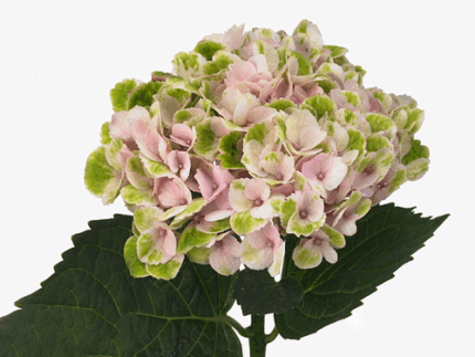 Hydrangea Revolution Antique c