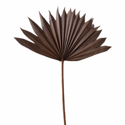 Palm Sun Mahogany Dried holl