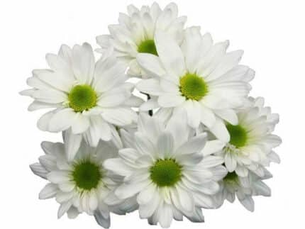 Pom Daisy Alma fresca