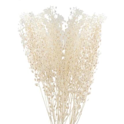 Lepidium Preserved White 60cm -