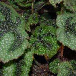 Begonia southern cross frpak