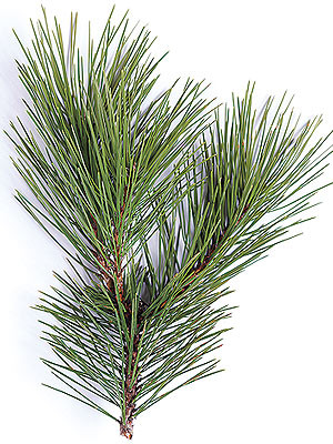 Aussie Pine mellano
