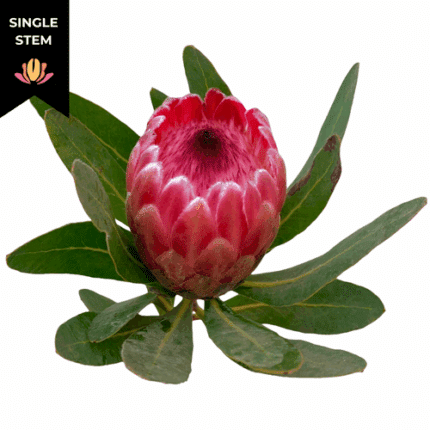 Protea Pink Mink fbi(STEM)