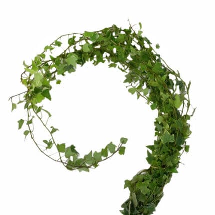 IVY green - GR IVY GR