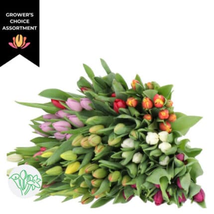Tulip Asst (x12case) holl