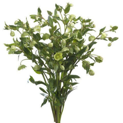 Helleborus Oriental Green Purp