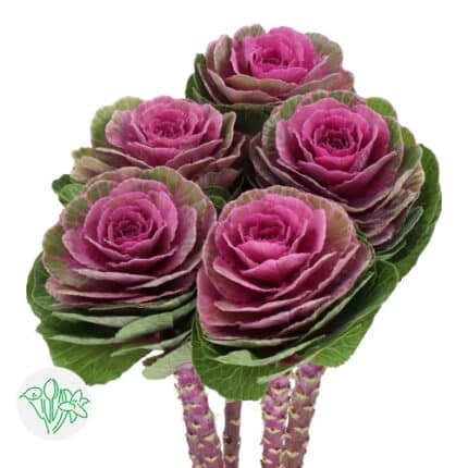 Kale Crane Rose s.v.(5st)