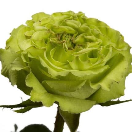 Rose SuperGreen 60cm rprima