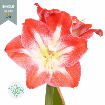 Amaryllis Minerva holl(st)
