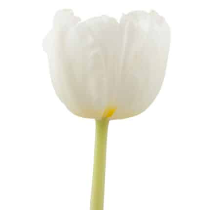 Tulip Mondial canada