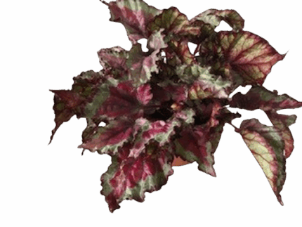 5" REX BEGONIA