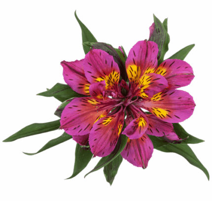 Alstro Purple Astronova golden