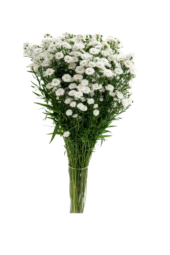 Aster Carnival Duplo White Val - AST CAR DUP WH