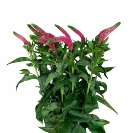 Veronica Pink holex