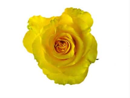 Rose Regata 50cm naranjo