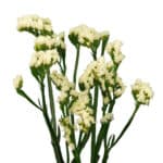 Statice Carnival Cream valleflor