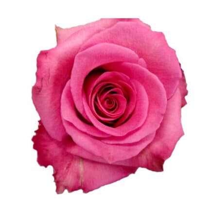 Rose Cotton Candy 50cm rfi