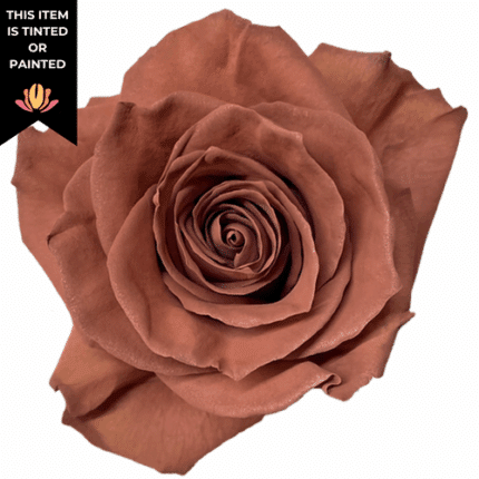 Rose Cappuccino Tinted 50cm pr