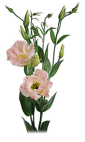 Lisianthus Peach holl