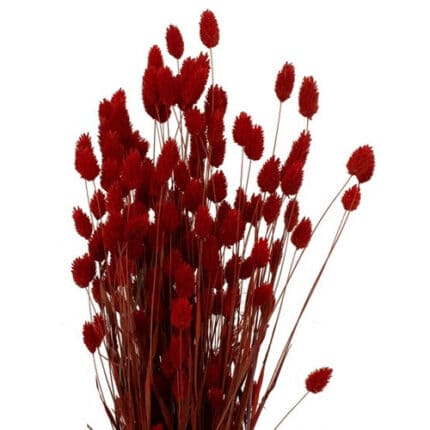 Phalaris Dried Red holex