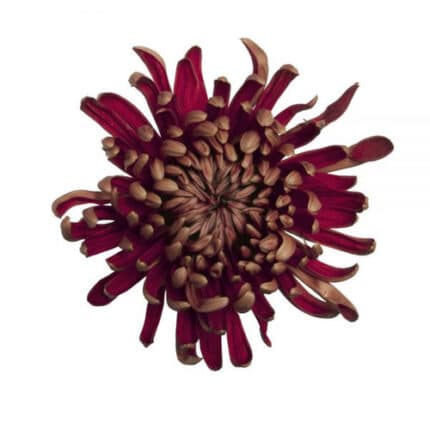 Mum Disbud Burgundy Kiss bella
