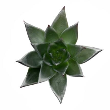 Succulent Silver holland