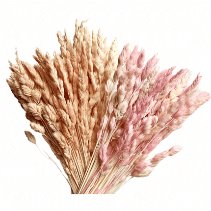 Dried Wheat Pink  holl