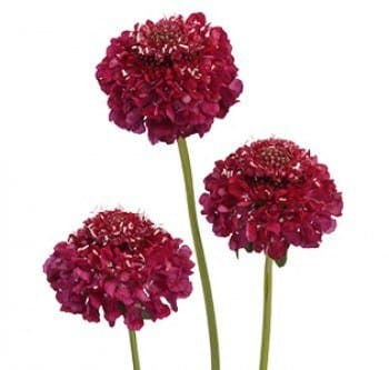 Scabiosa Scoop Raspberry holex