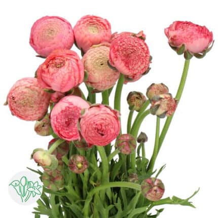 Ranunculus Aazure Antique Rose