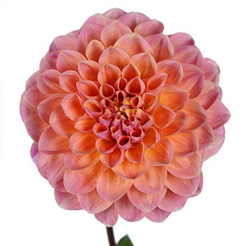 Dahlia Peach local(5st)