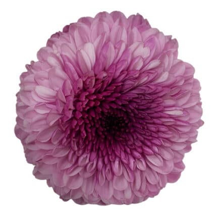 Mum Disbud Ball Lavender cont