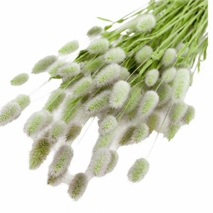 Grass Fountain Little Bunny ca