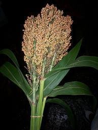 Sorgum brown camflor