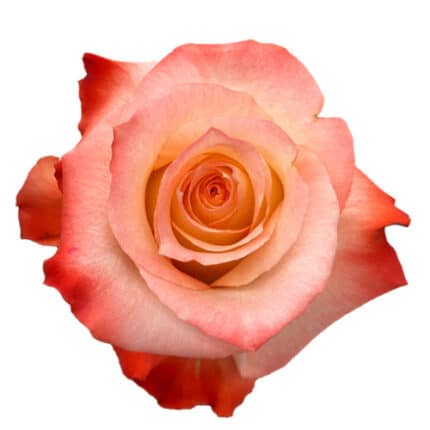 Rose Cabaret 40cm rprima